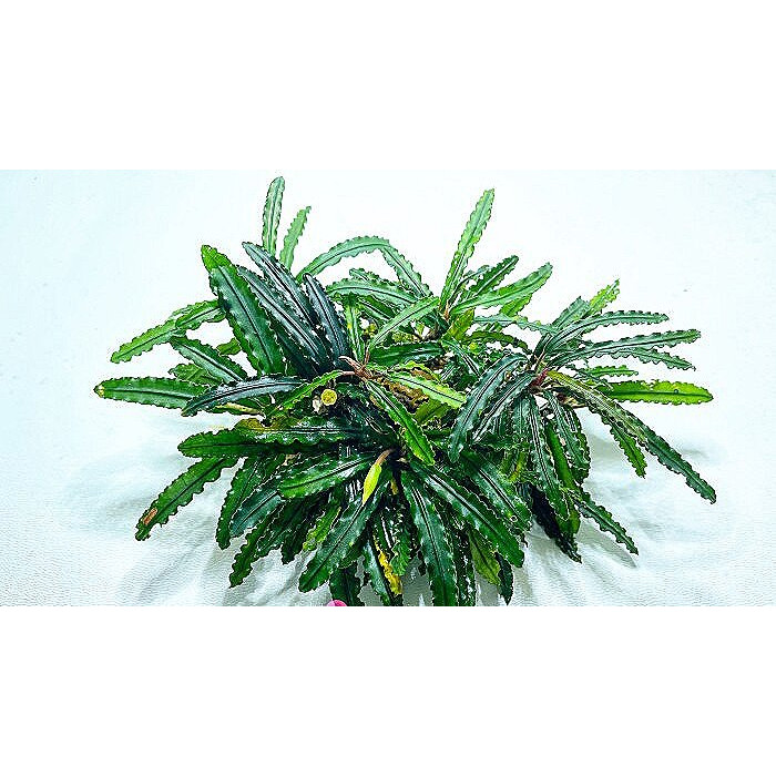 Bucephalandra sp. King Crocodile купить